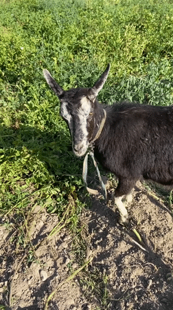Goat on cracked earth, mid-scratch, Tajikistan countryside