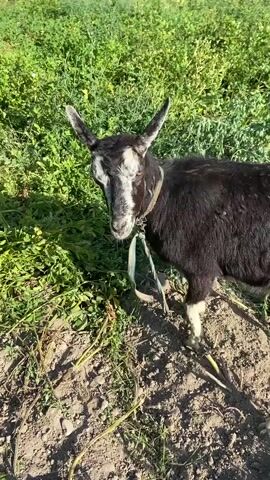 A dark-colored goat with white markings on its face and legs is standing on dry, cracked earth. It is surrounded by green foliage. The goat is looking towards the camera and appears to be scratching itself. Its ears are pointed upwards. A thin, light-colored rope is visible around its neck. The sun is shining, casting shadows on the ground.