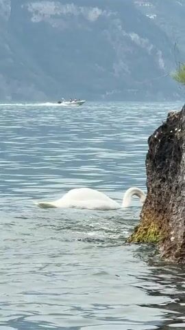 A swan is swimming in a body of water, with its head bent down as if searching for food near a rocky shore. In the background, a boat with several people on board is moving across the water. The environment appears to be a lake or large body of water, with mountains visible in the distance. The overall scene is tranquil and natural.