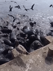 Wildlife and maritime landmarks along Iquique's waterfront