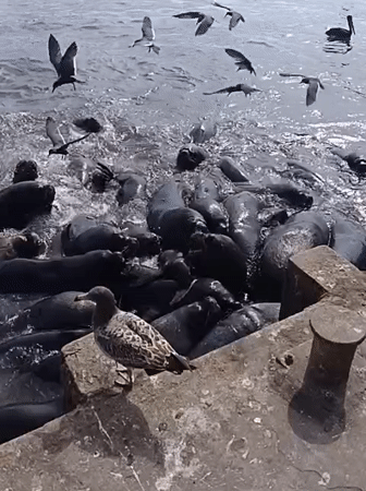 Wildlife and maritime landmarks along Iquique's waterfront