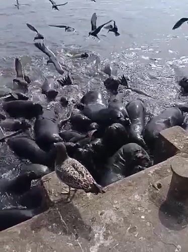 Wildlife and maritime landmarks along Iquique's waterfront