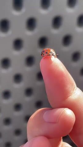 A close-up, slow-motion video shows a ladybug perched on the tip of a person's finger. The ladybug is predominantly orange with black spots. The background consists of a gray surface with a pattern of circular indentations, which is slightly out of focus. The lighting suggests it is daytime, possibly outdoors. The finger is pink and shows visible fingerprints. The ladybug is stationary throughout the clip.