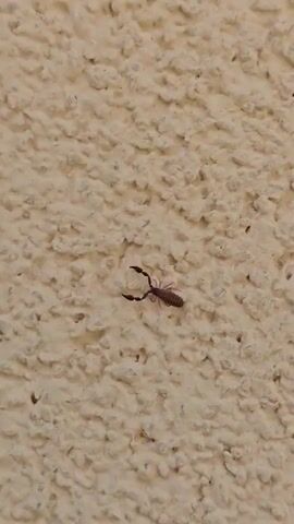 The media file is a close-up, top-down view of a small, scorpion-like arachnid on a textured, light-colored wall. The arachnid has a segmented body, pincers, and a tail that curves upwards. Its body is brownish with darker stripes. The wall appears to be made of concrete or a similar material, with a rough, stucco-like finish. The lighting suggests it is daytime, though no specific time or weather conditions are evident. The background is entirely the wall texture. There is no visible text in the media file. The location context provided is Runia, Bulgaria, but this cannot be visually confirmed from the image itself. The arachnid is the sole subject and focus of the image.