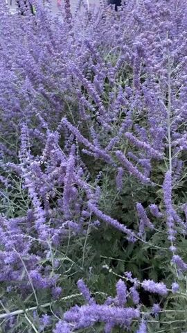 The video shows a close-up, slightly shaky view of a bush with numerous purple flower spikes. The flowers appear fuzzy and elongated, clustered along the stems. In the background, there are hints of green foliage and a slightly blurred out-of-focus object that could be a person or part of a structure. The lighting suggests it may be daytime, possibly overcast, as the colors are muted. The camera pans slightly, offering a dynamic but close-up perspective of the blooming plant.