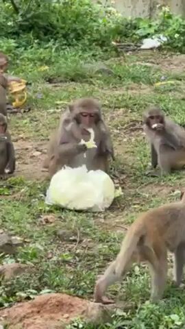 The video shows a group of monkeys eating food on a grassy area. There are at least six monkeys of various sizes. One monkey sits in front of a large, white, spherical object, possibly a head of cabbage, and eats pieces from it. Other monkeys are scattered around, some eating what appears to be fruit. A hand briefly appears and points toward the monkey eating the cabbage. The environment is a green, grassy area with scattered weeds and a concrete wall in the background.