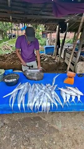 A man wearing a purple shirt and a black cap is standing behind a blue tarp at an outdoor market stall. He is holding a knife and appears to be preparing fish on a large flat rock. In front of him on the tarp, there are several rows of long, slender fish with pointed heads. To the right of the fish is an orange scale. Behind the man, there are piles of dirt and some wooden structures, possibly part of the stall's construction. The overall environment suggests a humid, possibly tropical, outdoor market.