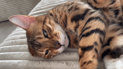 Bengal cat rests amid spring flowers in Izhevsk