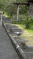 Monkey troop takes over roads near Tageh Temple, Indonesia