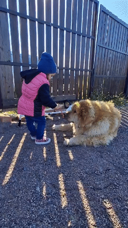 Child plays with dog, uses playground in Russian villages