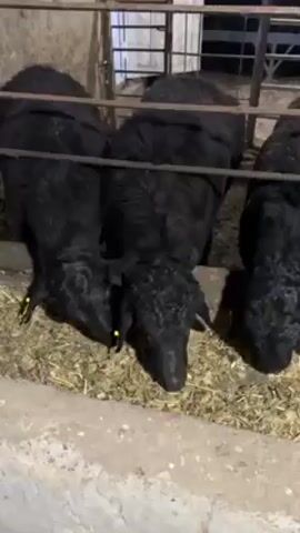 The video shows four black sheep with yellow tags on their ears eating hay from a trough. They are enclosed by a metal fence within a livestock pen. The walls of the pen appear to be made of concrete or stone. The barn has a white door visible in the background.