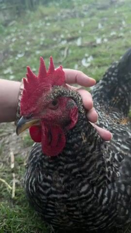 A close-up shot captures a barred rock chicken with a red comb, as a person's hand gently strokes its back. The chicken is resting on grassy ground, with some dry leaves scattered around. The background is blurred, suggesting an outdoor setting, possibly a farm or backyard. The light is soft, creating a natural and calm atmosphere. The chicken's feathers are clearly visible, displaying the distinctive black and white barring. The person's hand, partially seen on the left side of the frame, is relaxed and appears to be petting the chicken in a comforting manner. The overall impression is one of a peaceful interaction between a human and an animal.