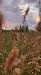 Black dog exploring a Belarusian field at dusk