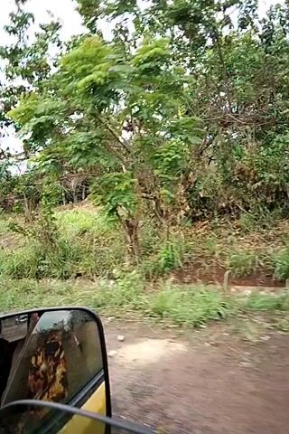 The video shows a moving vehicle’s view of a grassy hill sparsely populated with trees on an overcast day. The camera angle is low, looking through a side mirror of the vehicle. The vegetation on the hillside includes grass and varying heights of trees, giving the impression of a partly cleared area. The road is visible along the bottom edge of the frame, showing a dirt or unpaved surface. The sky is a uniform light gray color.