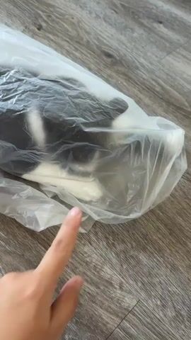 The video captures a close-up view of a black and white cat partially enclosed in a clear plastic bag. The cat's front paws and legs are visible, along with its face peering through the plastic. A person's hand, with a finger extended, is seen gently touching one of the cat's paws. The cat appears to be lying down or resting inside the bag, which is placed on a wooden floor. The overall scene suggests a playful or curious interaction between the person and the cat. The lighting is bright, indicating daytime, and the indoor setting is implied by the wooden flooring and the presence of a bag, likely for packaging or storage. No text is visible in the video. The location is identified as Fife, United States of America.