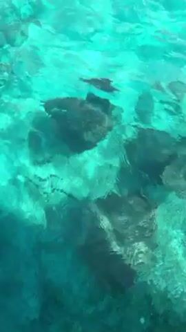The camera is looking down into very clear, turquoise water. There are several stingrays swimming and resting on the sandy bottom. The water is calm. A voice can be heard saying that the stingrays might come and touch the viewer and that it is okay and nothing to be afraid of.