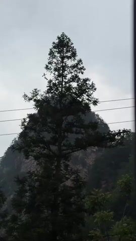 The video shows a view from a moving vehicle, likely a car or bus, with trees and a cloudy sky visible outside the window. Initially, a utility pole with wires running between it is in the frame. As the vehicle moves, the view focuses on the surrounding trees and the wires overhead. The trees are lush and green, suggesting a natural or wooded environment. A mountain appears in the background and is covered with trees. The sky is overcast.