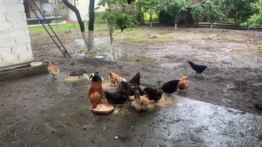 A flock of chickens pecks at food in a muddy courtyard. Several chickens are gathered around a shallow red bowl filled with feed. One chicken stands out with a red comb and neck feathers, facing left. Another chicken with dark feathers and a long tail walks away from the group. Chickens of various colors, including brown, white, black, and speckled, are scattered throughout the courtyard. The ground is wet and muddy, with several puddles visible. In the background, a white brick building with a ladder leaning against it is visible. Trees and vegetation surround the courtyard, suggesting a rural or backyard setting. The overall impression is a simple, outdoor scene of farm animals in their environment.