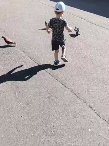 A young child wearing a white hat and a patterned shirt is running in a paved outdoor area. There are several pigeons scattered on the ground around the child. The sun is shining, casting long shadows. The background shows trees and a white structure. The child appears to be chasing or interacting with the pigeons.