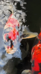 Colorful koi fish moving through a Denpasar pond