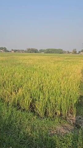 The video shows a wide shot of a green and yellow rice field. The sky is clear and blue. In the distance, there are some trees and buildings. The camera is panning slowly to the right, showcasing the expanse of the field. There are no people or animals visible in the frame. The sun is casting a shadow on the left side of the field.