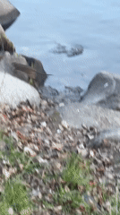 Mallard duck spotted on rocky shoreline in Saint Petersburg