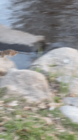 Mallard duck spotted on rocky shoreline in Saint Petersburg