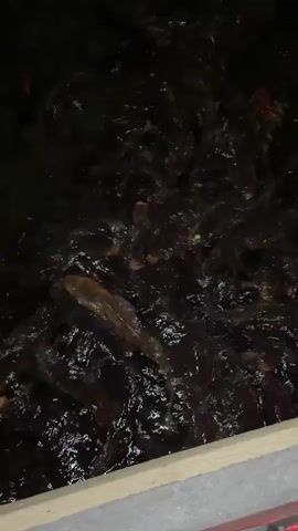 A school of koi fish swim in dark, murky water. The fish are of various sizes and colors, including orange, white, and black. Some of the fish are actively feeding, while others are passively swimming. The water is disturbed by the movement of the fish, creating ripples and waves on the surface. A wooden edge is visible in the foreground, suggesting the fish are in a pond or water feature.