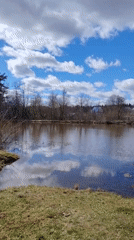 Family enjoys spring lakeside outing with toddler and swans