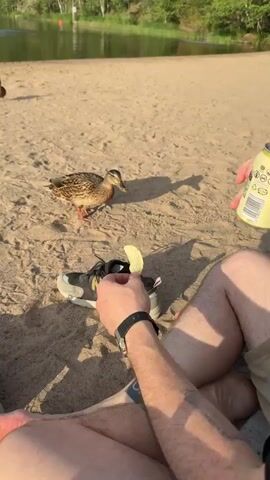 A close-up shot shows a person's arm, tattooed and wearing a watch, offering a piece of food on their fingers to a mallard duck on a sandy beach. A shoe is placed on the sand next to the person's foot, and a can of beverage is held in their other hand. The background reveals a calm body of water and trees.