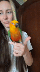 Woman enjoys indoor time with colorful Sun Conure parrot