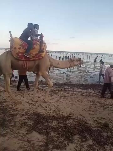 The video shows two people riding a camel at the beach. The camel has a colorful, patterned saddle. The beach is crowded with people. The sand is covered with seaweed. The sky is clear and the ocean is calm.