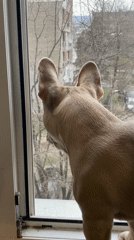 French Bulldog watches world from window in Varna