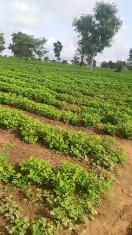 The video shows a field of crops, likely peanuts, on a gently sloping hill. The crops are arranged in neat rows with visible soil between them. Several trees are scattered across the landscape, some taller and more mature than others, with a backdrop of a cloudy sky. The camera pans slowly across the field, capturing the expanse of the cultivated land. There are no people or animals visible in the frame.