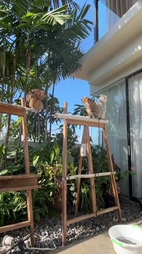 Three owls perched on a wooden structure at a Bali patio