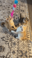 Kittens and a gray cat take on a feather toy indoors