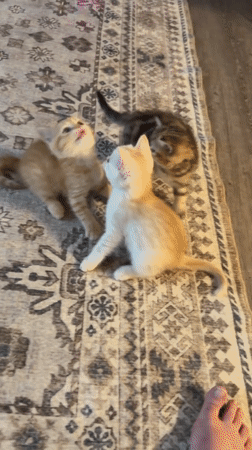 Kittens and a gray cat take on a feather toy indoors