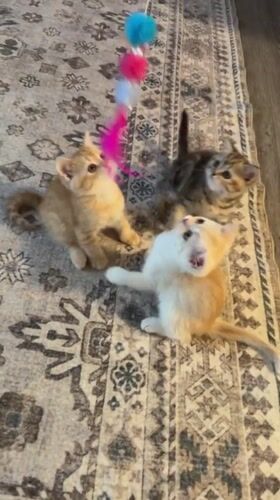 Kittens and a gray cat take on a feather toy indoors