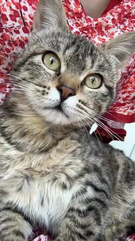 A close-up shot shows a gray and black tabby kitten with striking yellow-green eyes looking up at the camera. The cat is resting on a surface covered with a red and white floral pattern. The pattern appears to be on a piece of fabric, possibly clothing. The kitten has a white nose and long white whiskers. The background is slightly out of focus, but it's evident the scene is indoors. The kitten's expression is curious and relaxed.