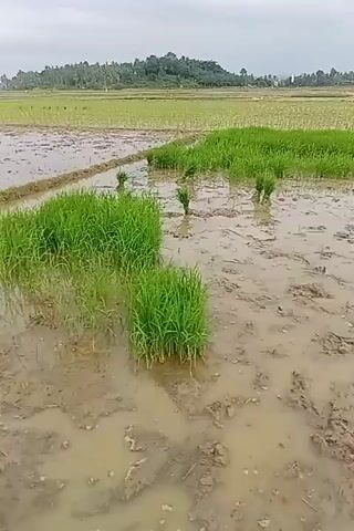 The video shows a close-up view of a rice paddy field. Green rice seedlings are planted in muddy water. A person's hand is visible in the lower right corner of the frame, reaching into the water and gently pulling on a clump of rice seedlings. The water is murky and brown, and the soil is dark and wet. In the background, more rice fields can be seen, with some areas appearing flooded and others showing rows of green plants. The overall impression is one of agricultural work in a wetland environment.