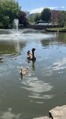 Morning waterfowl activity observed at Krasnodar park pond