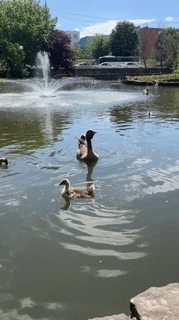Morning waterfowl activity observed at Krasnodar park pond