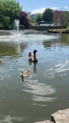 Morning waterfowl activity observed at Krasnodar park pond