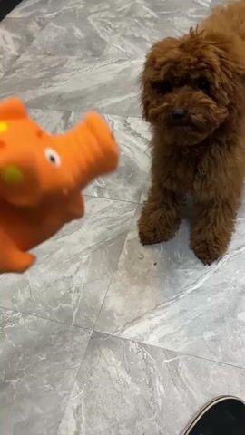 A person's hand is holding an orange toy pig with yellow spots. The toy is positioned in front of a small brown poodle, which is standing on a gray tiled floor. The dog is looking at the toy. The person squeezes the toy, making a "hah" sound. The dog continues to look at the toy.