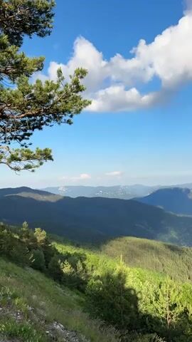 A vertical video captures a scenic mountain vista under a bright blue sky dotted with white clouds. The foreground features the edge of a slope covered in green grass and trees. A large pine tree branch is visible on the left side of the frame. The midground and background are filled with rolling, tree-covered mountains, casting shadows due to the sunlight. The overall scene conveys a peaceful and natural environment.