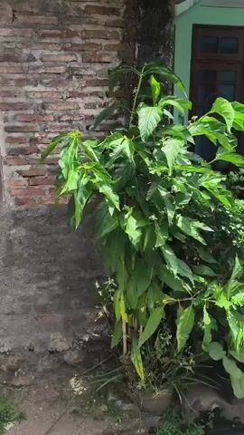 A video shows a leafy green plant growing near a brick wall. The plant has large, oblong leaves and appears to be in a pot. There is a concrete surface in front of the plant. The background includes a portion of a building with a window and door.