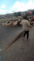 Livestock herd crosses Nairobi city streets guided by herders