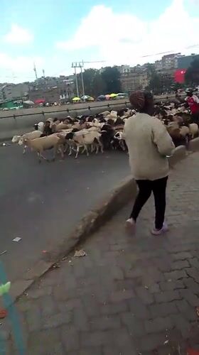 Livestock herd crosses Nairobi city streets guided by herders