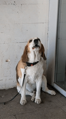 Beagle dog observed on leash in Saint Petersburg