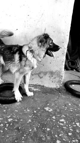 A large, fluffy dog is standing in front of a textured wall in what appears to be an outdoor area. The dog is facing right with its mouth open and tongue hanging out. It has dark fur around its face and chest, with lighter colored fur on its body and legs. The dog is wearing a harness or collar. In front of the dog is a round, dark object that resembles a tire. Behind the dog, to the right, more tires are stacked against the wall, and a dark opening suggests a doorway or recess. The ground is rough and uneven. The video is in black and white.